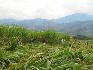 liberadores madre tierra tejido comunicacion (1)