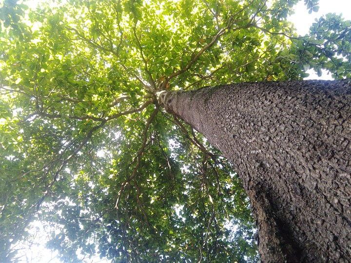 arbol de almendro.jpg
