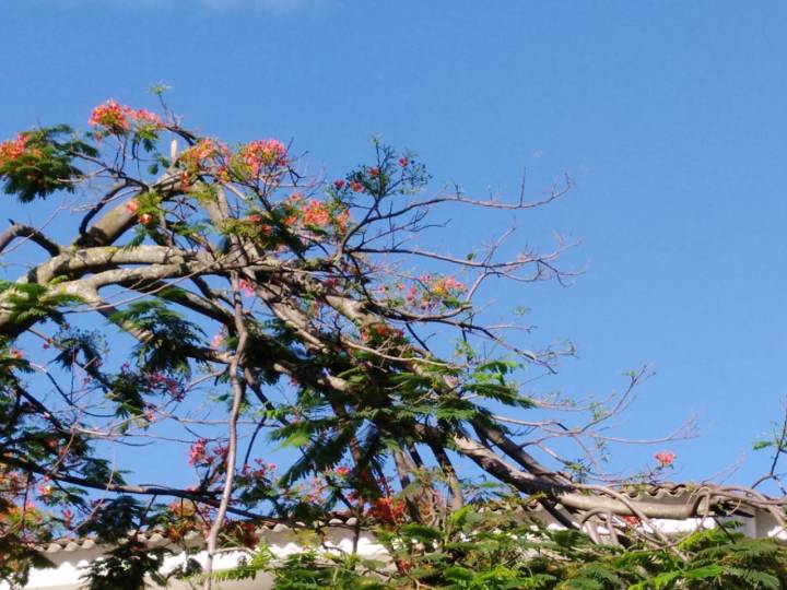 flamboyan o cacia roja.jpg